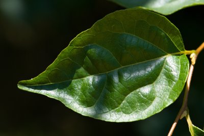 Styrax japonica - sturač japonský - list léto